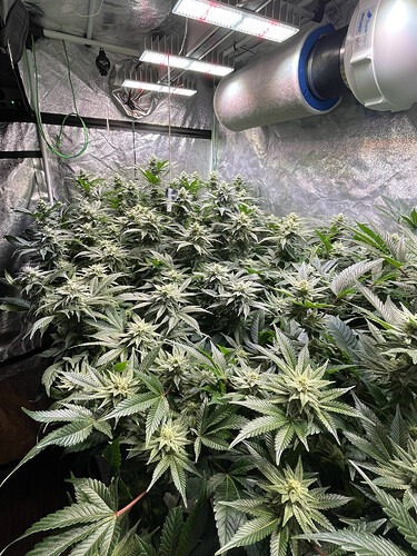 Growreport Bild 3
