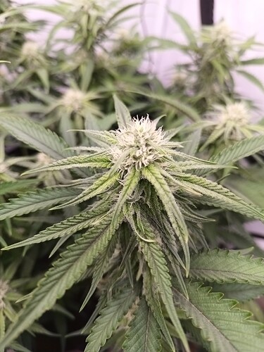 Growreport Bild 2