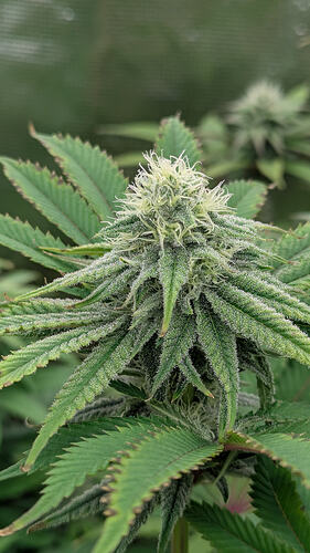 Nahaufnahme eines Cannabis-Buds in der Blütephase, bedeckt mit Trichomen und weißen Stempeln.
