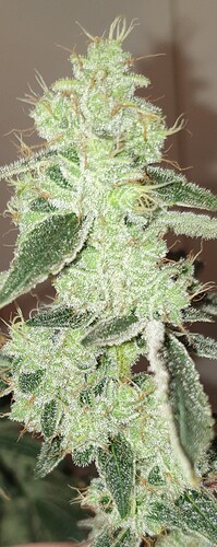 Growreport Bild 1