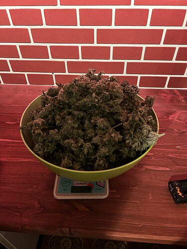 Eine Schüssel voller Cannabis-Buds steht auf einer Küchenwaage.