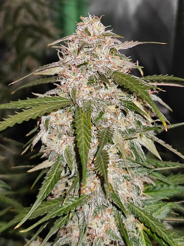 Growreport Bild 20