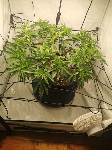 Growreport Bild 3