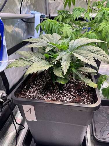 Growreport Bild 5