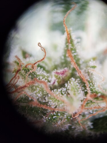 Growreport Bild 3