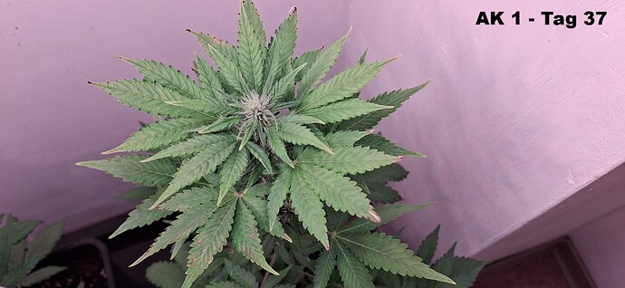 x-AK 1 - Tag 37 (11)
