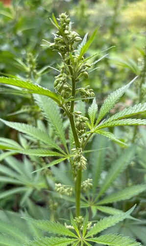 Growreport Bild 2
