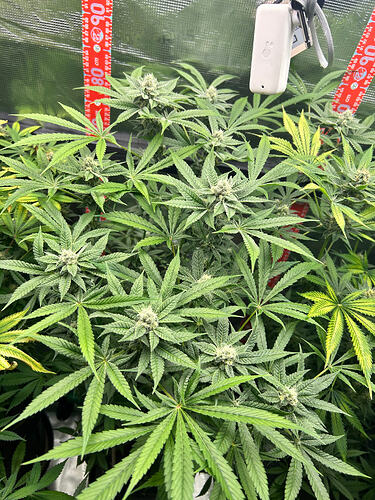 Eine blühende Cannabispflanze in einem Growzelt mit Messlatten und einem Sensor.