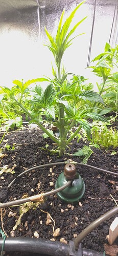 Growreport Bild 8