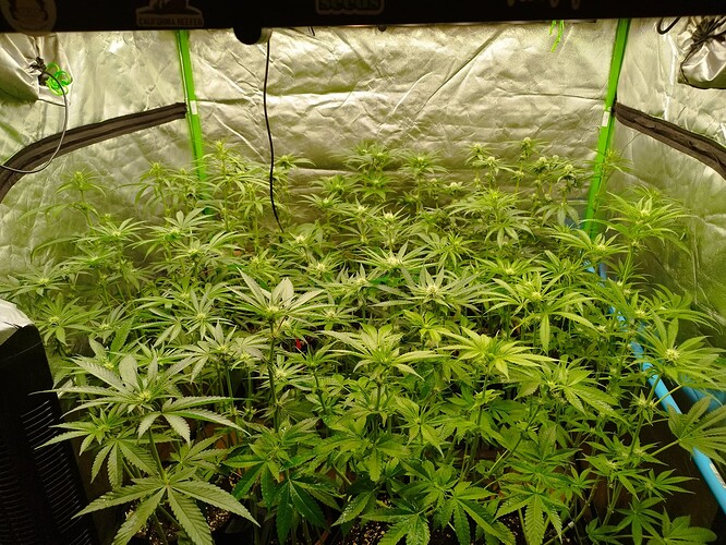 Mehrere Cannabis-Pflanzen in der Blütephase, die in einem Zelt wachsen und mit Bindedraht gestützt werden.