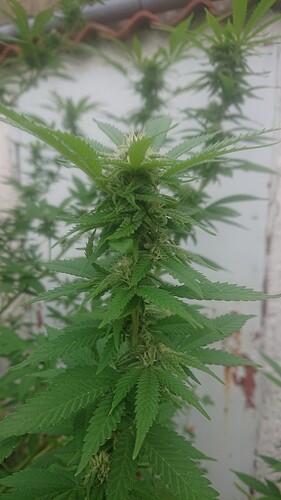 CM4