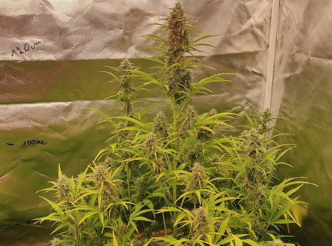 Growreport Bild 33