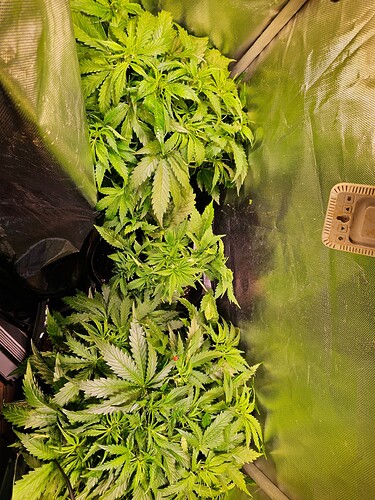Growreport Bild 15