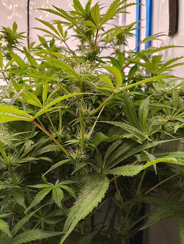 Growreport Bild 13