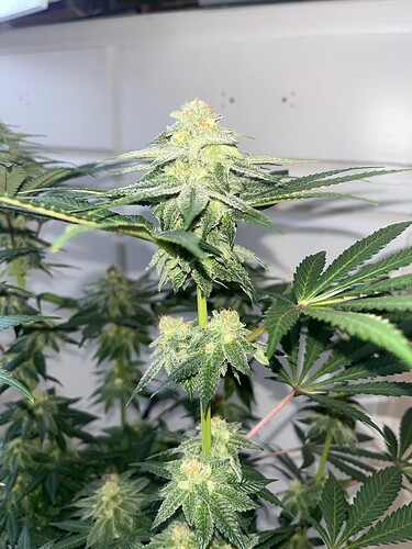 Mimosa 19624 Bud 2