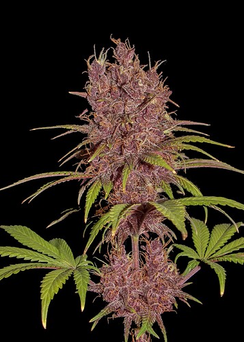 purple-tangie-fast-version