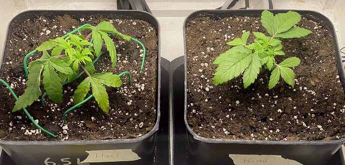 Growreport Bild 40