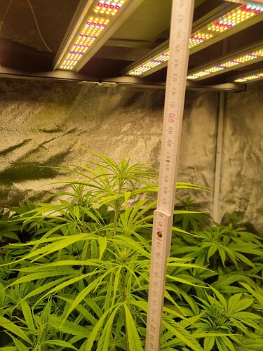 Mehrere junge Cannabispflanzen in einem Zelt unter LED-Lampen, eine Messlatte wird zur Höhenmessung verwendet.