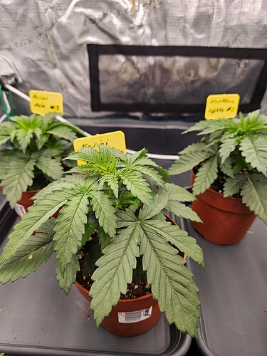 Growreport Bild 5