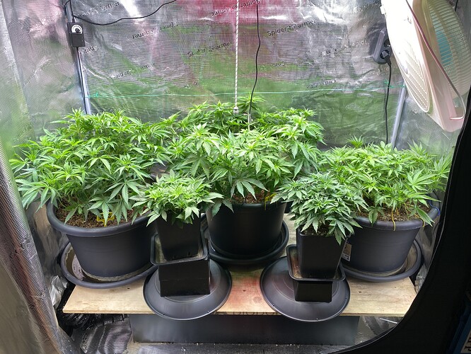 Growreport Bild 83
