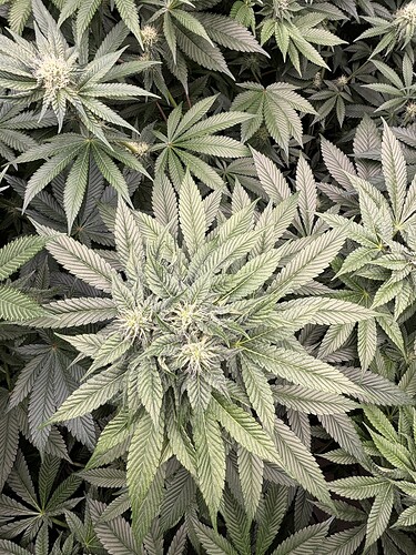 Growreport Bild 15
