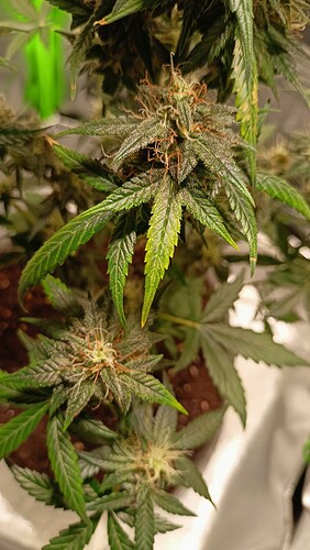 Growreport Bild 1