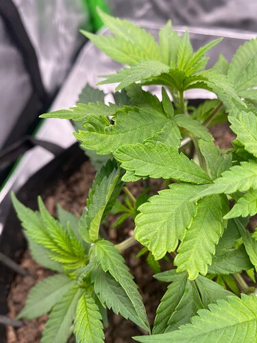 Growreport Bild 1