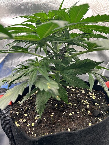 Growreport Bild 4