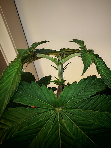 Growreport Bild 8