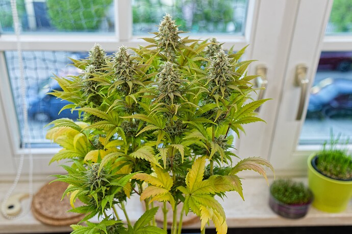 Growreport Bild 3