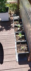 Growreport Bild 9