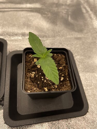 Growreport Bild 20