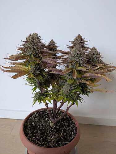 Growreport Bild 1