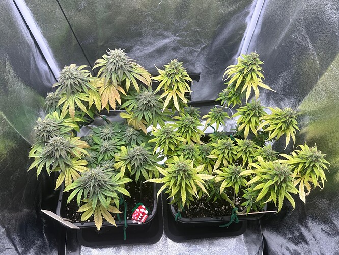Growreport Bild 8