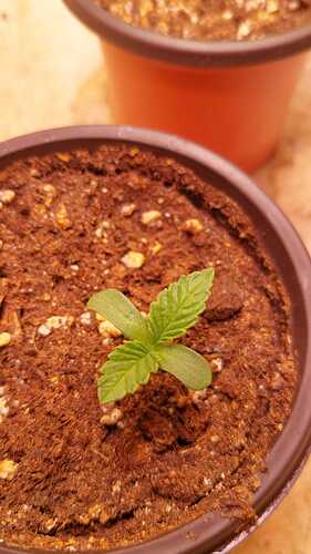 Growreport Bild 1