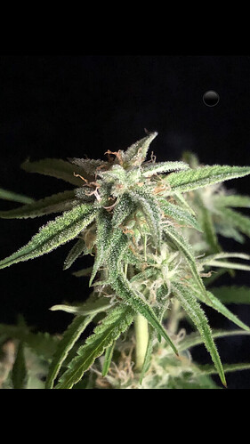 Growreport Bild 5