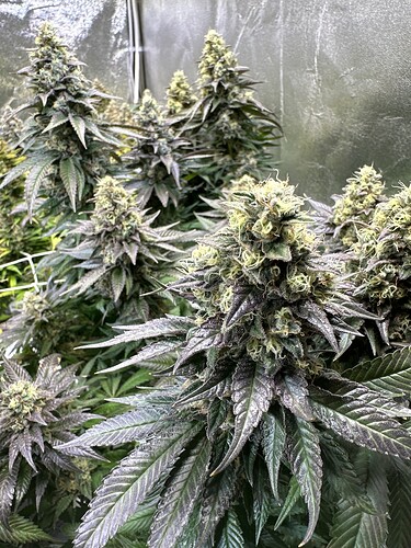 Growreport Bild 46