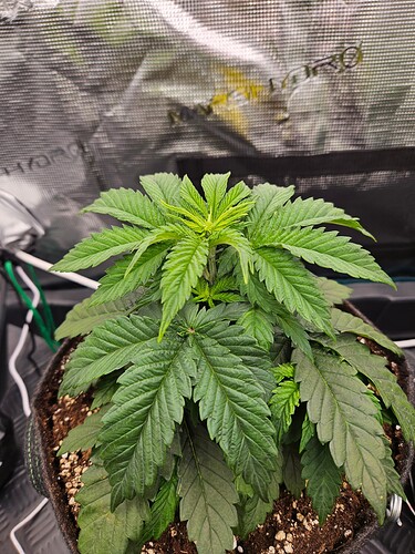 Growreport Bild 39