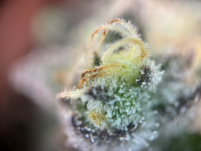 Growreport Bild 46