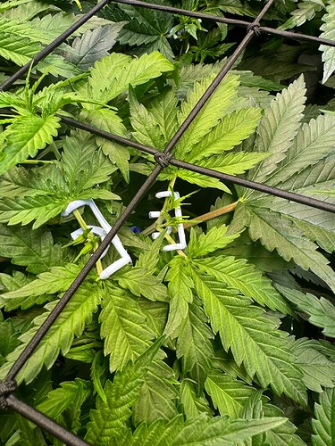 Growreport Bild 9
