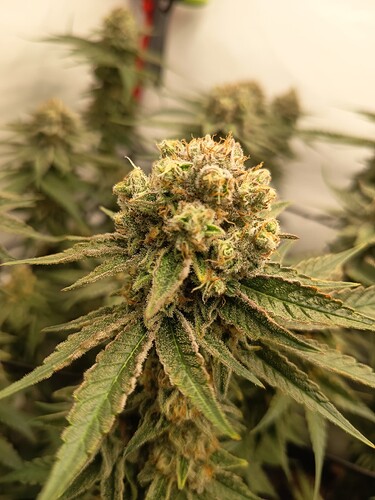 Growreport Bild 32