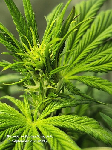 Growreport Bild 12