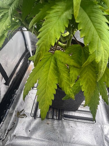 Growreport Bild 9