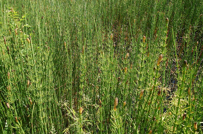 Sumpf_Equisetaceae_Europe_Belgium_Luc_Viatour