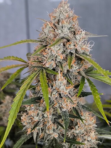 Growreport Bild 24