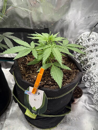 Growreport Bild 29