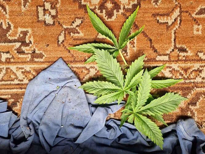 Ein grüner Cannabis-Zweig mit mehreren Blättern liegt auf einem gemusterten Teppich neben einem blauen Stoff.