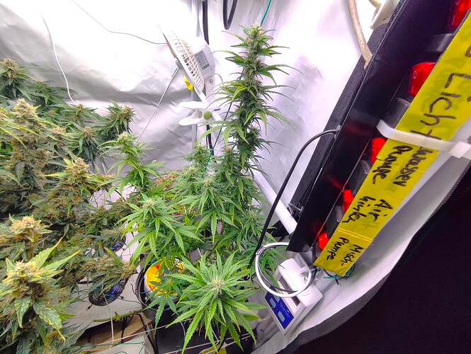 Growreport Bild 44