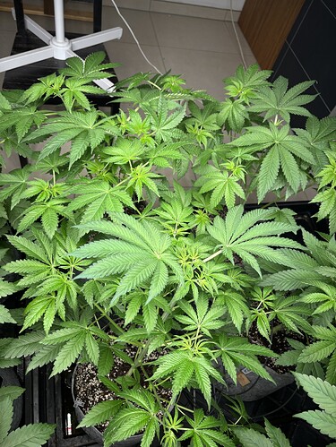 Growreport Bild 38