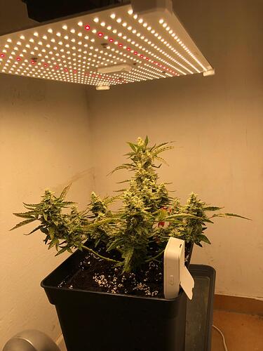 Growreport Bild 9